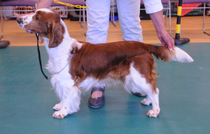 Special Open Dog or Bitch